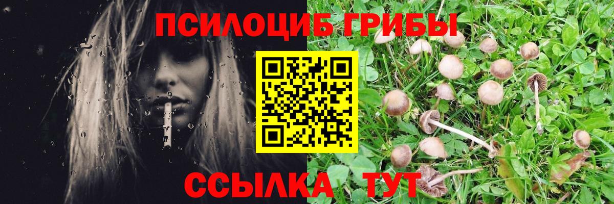 Галлюциногенные грибы Cubensis  Вход с VPN  Гурьевск  закладка  Галлюциногенные грибы Cubensis 
